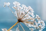 hemlock plant frost frozen water meadow hogweed ice stock photo