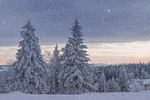 winter landscape trees frost snow frozen wintry cold stock photo