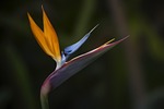 flower plant bird of paradise beautiful flowers wallpaper stock photo