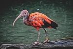ibis cub nature eudocimus ruber scarlet red sickle stock photo