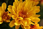 chrysanthemum flowers beautiful flora autumn nature herfstplanten flower stock photo