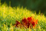 leaves autumn mood nature grass fall season outdoors stock photo