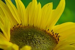 sunflower yellow flower background bloom flora beautiful sunny stock photo