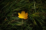 maple leaf grass autumn fall fallen golden meadow stock photo