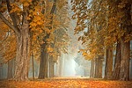 path trees autumn fog avenue fall early forest stock photo