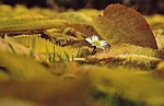 daisy flower leaves background autumn foliage colors beautiful stock photo