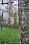 cobwebs fence foggy late autumn fall nature spider stock photo