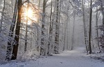snow winter forest nature cold landscape magic wintry stock photo