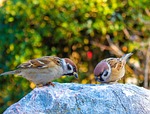 sparrows eating rock birds hungry small nature pecking stock photo