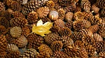 pinecone christmas decoration advent season stock photo