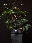 christmas flowers winter beautiful celebration xmas flower wallpaper stock photo