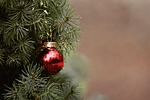 christmas tree fir ball deco decoration red nature stock photo