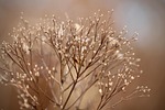 dried flowers faded plant dry nature fall close stock photo