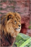 lion mane nature wild animal pet cat stock photo