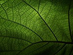 leaf veins nature macro stock photo