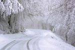 road trees snow cold ice frost wintry winter stock photo