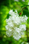 lilac blossoms white common plant shrub bush syringa stock photo
