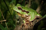tree frog nature amphibian macro green animal close stock photo