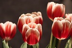 tulip flowers tulips half closed bloom to flourish stock photo