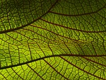 leaf windows wallpaper hd macro veins mac cool stock photo