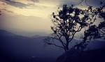 sunset strongly routed trees tree hill yercaud nature stock photo