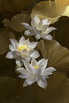 lotus flowers flower background white petals bloom blossom stock photo