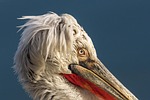 pelicans birds flights pelican nature wildlife animal water stock photo