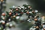 shrub leaves branch berry nature green close up stock photo