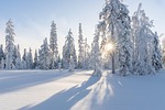 trees winter snow white cold nature landscape frost stock photo
