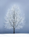 winter tree snow frost frosty nature bare single stock photo