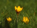 nature crocus spring yellow meadow stock photo