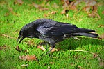 crow bird animal corvidae feather plumage beak nature stock photo