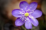 spring liverflower purple nature forest flower flowers close stock photo