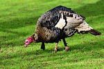 turkey flightless bird animal nature feather plumage wattles stock photo