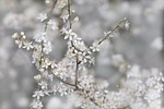 sloe blackthorn nature flowering branch blossoms prunus white stock photo