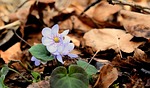 liverflower forest spring nature purple close up floor stock photo