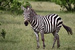 animal zebra wild life africa kenya nature nikon stock photo
