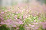 moss flower bed nature blossom bloom spring flowers stock photo