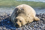 seal nature animal sleep coast stock photo