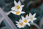 wild tulip tulipa sylvestris vineyard forest-tulip blossoms white stock photo