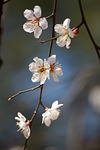 plum blossom beautiful flowers blossoms spring flower background stock photo