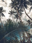 coconut trees fins sky tree palm tropical nature stock photo
