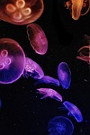 jellyfish wallpaper jelly fish aquarium dark rainbow colourful stock photo