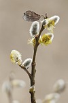 willow catkins beautiful flowers branch flower wallpaper background stock photo