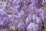 wisteria flower garden plant nature bloom spring beautiful stock photo