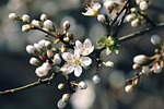 blackthorn slough black thorn flower schlehdorn schlehendorn hedge stock photo