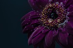 gerbera flower wallpaper background drops wet purple blossom stock photo