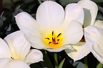 wild tulip tulipa sylvestris vineyard forest-tulip blossoms white stock photo