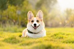 dog corgi cute pet nature animal stock photo