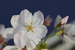 cherry blossoms flowers blossom bloom white sakura flora stock photo